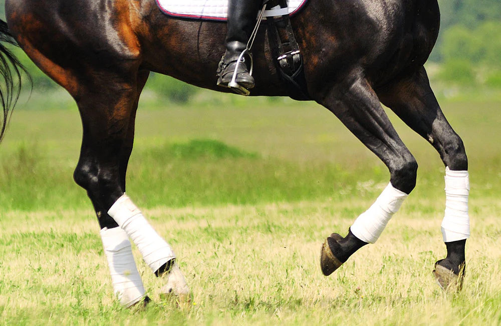 Equine arthritis