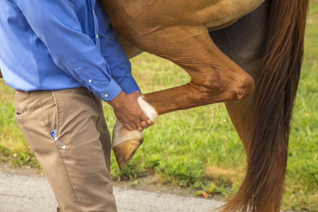 Vet administering Arthramid injection for horse joint pain relief