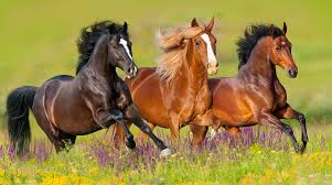 Deca Durabolin Guide